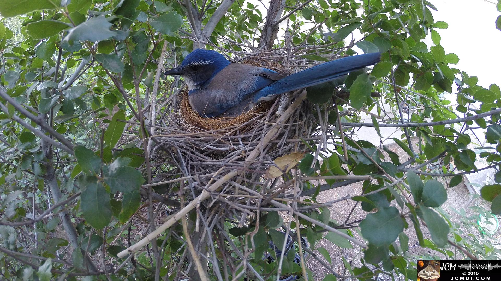 Female Scrub Jay on nest Documentary GoPro Hero3+ Black polecam 4-4-2015 Santa Clarita JCMDI.COM